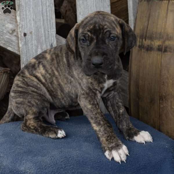 Harris, Great Dane Puppy